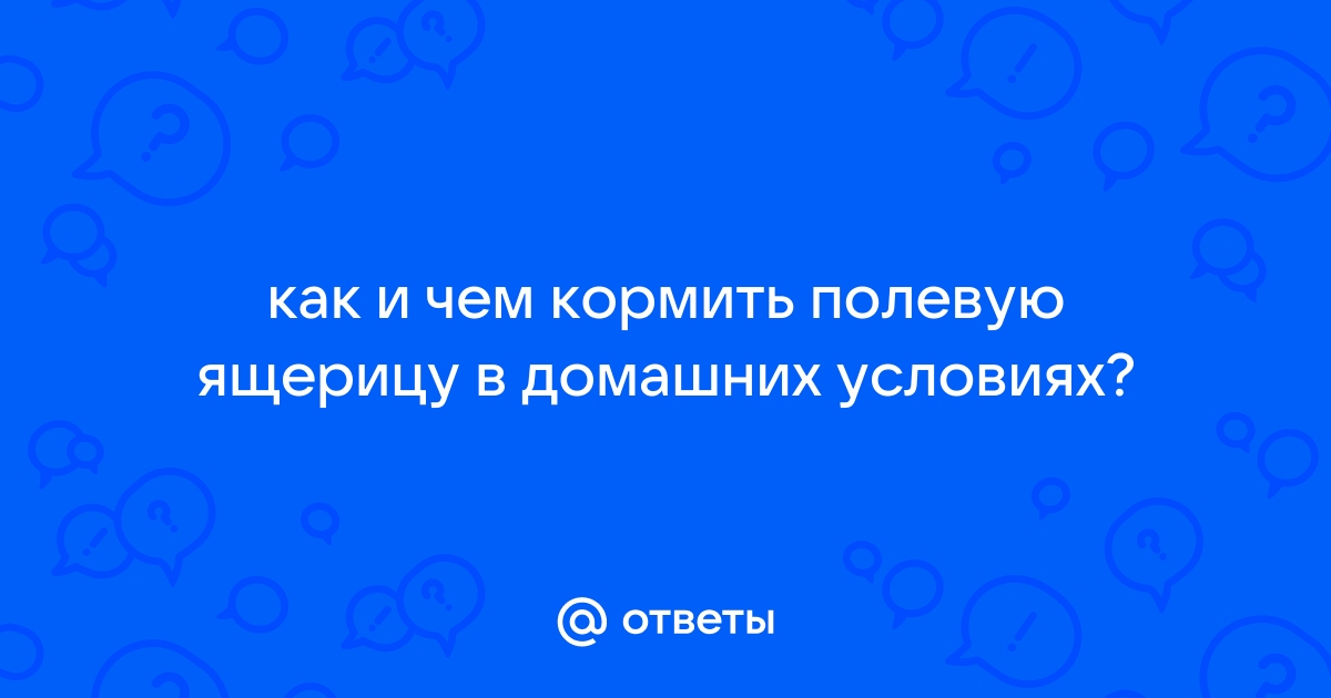 Что едят ящерицы в природе, в домашних условиях