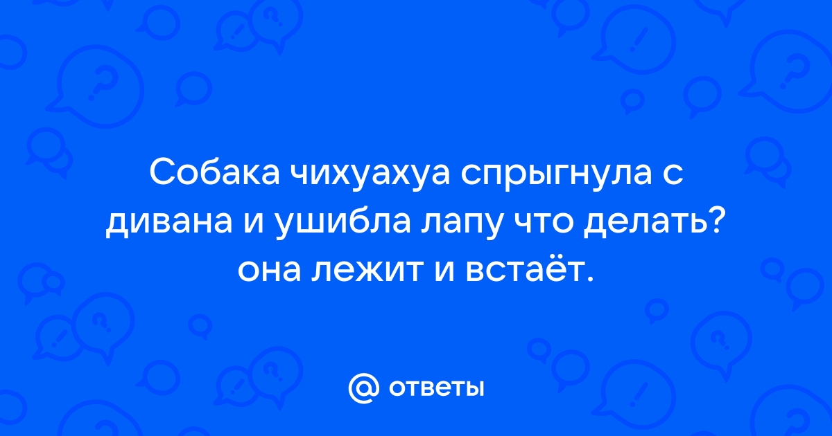 Собака спрыгнула с дивана и не наступает на лапу