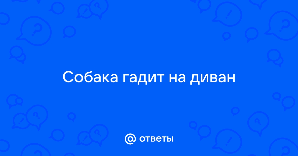 Щенок гадит на диван