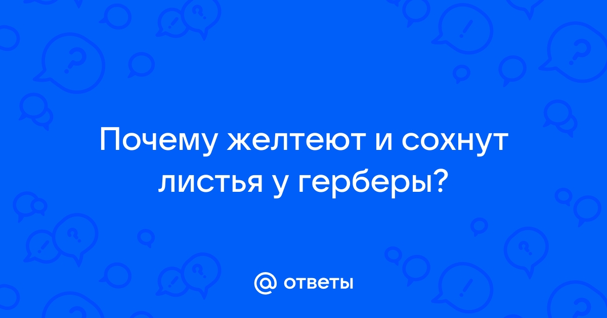 Что за вредители на гербере? - Все о комнатных растениях на fabrikamebeli62.ru