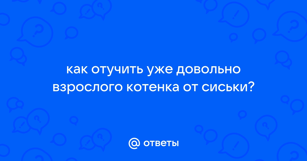 С чего начинать первый прикорм котят, когда давать корм | Blitz