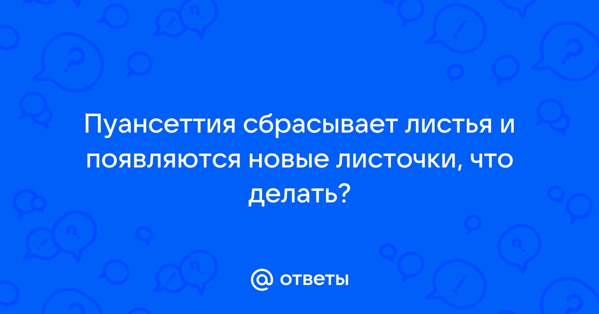 Рождественский цветок пуансеттия: что приносит в дом и как за ним ухаживать