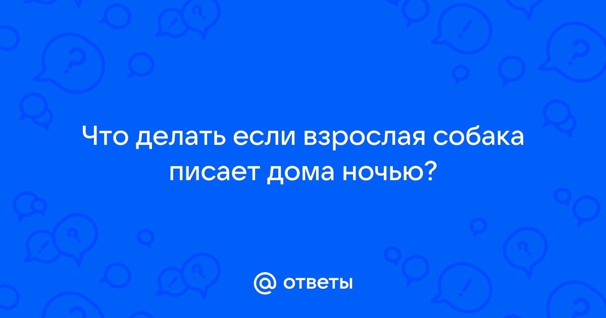 Нужно ли собакам писать по ночам?