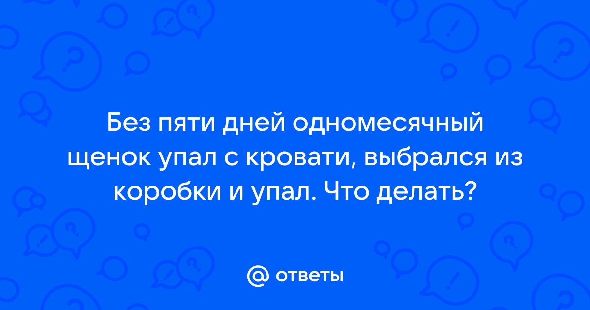 Щенок упал с дивана что делать