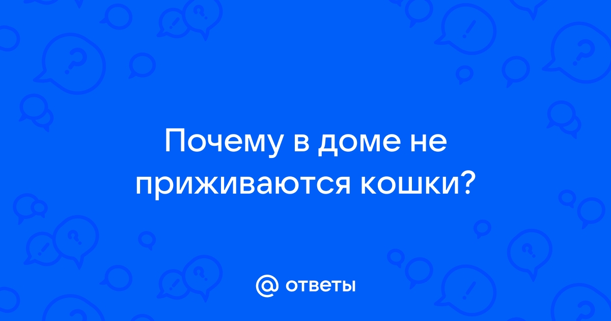 Почему в доме не живут кошки?