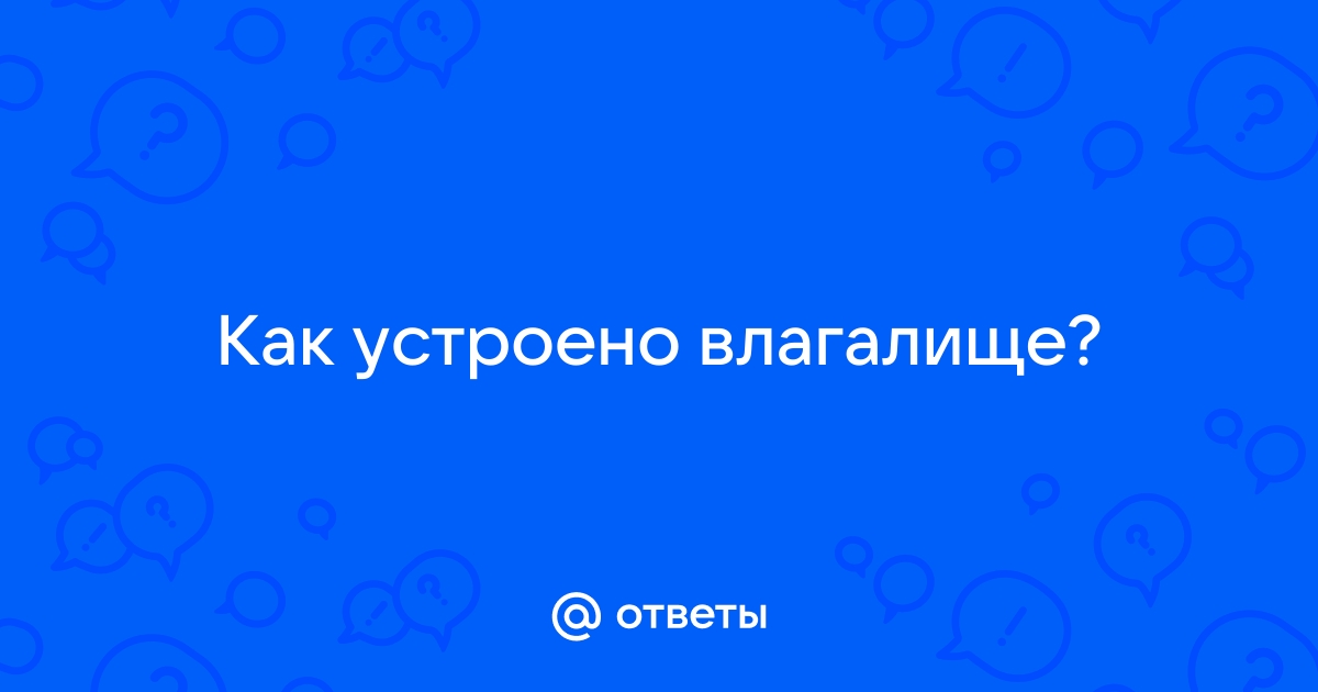 Строение женских половых органов