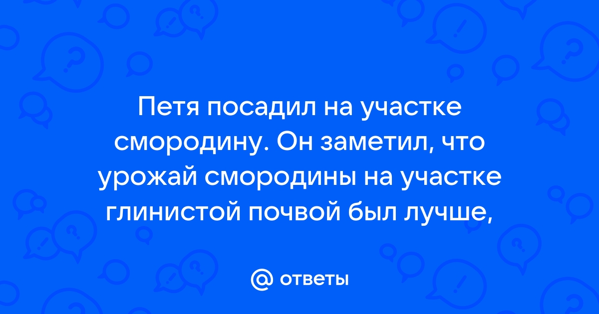 Выращивание черной смородины: 5 факторов отрицательно влияющих на развитие и плодоношение