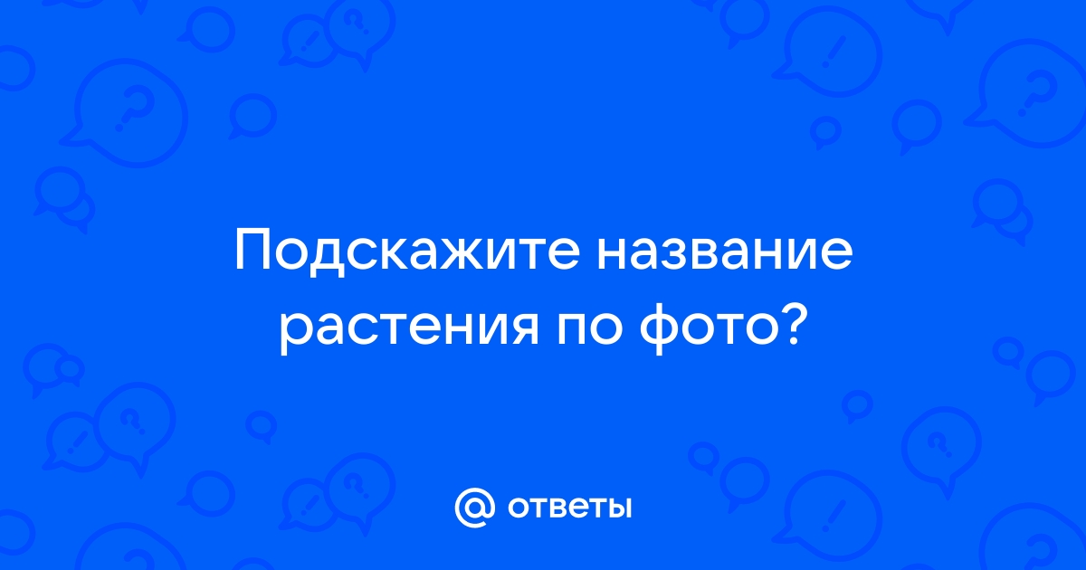 Узнать растение по фотографии онлайн бесплатно без регистрации на русском языке