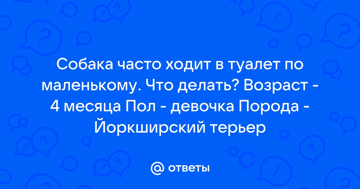 Собака часто мочится – как симптом болезни