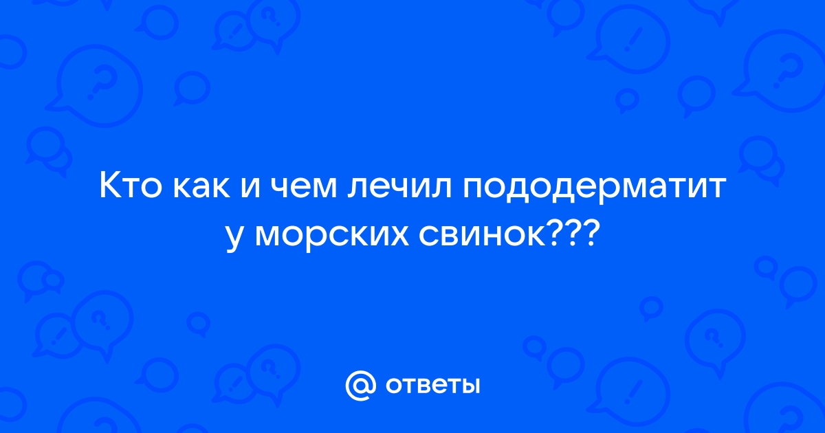 Пододерматит у морских свинок – симптомы и лечение