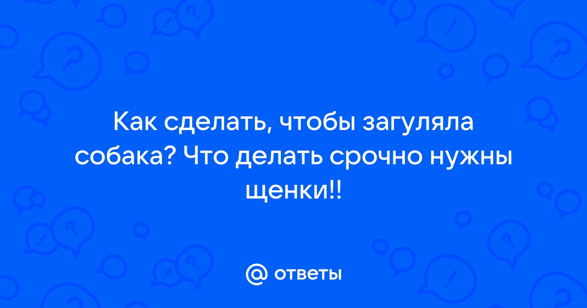 Течка у французского бульдога – в каком возрасте начинается, продолжительность в норме.