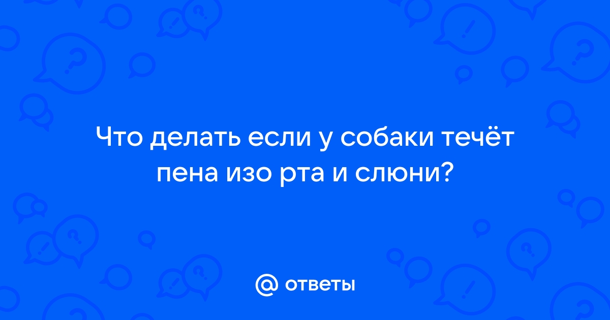 Судороги у собак – причины и лечение