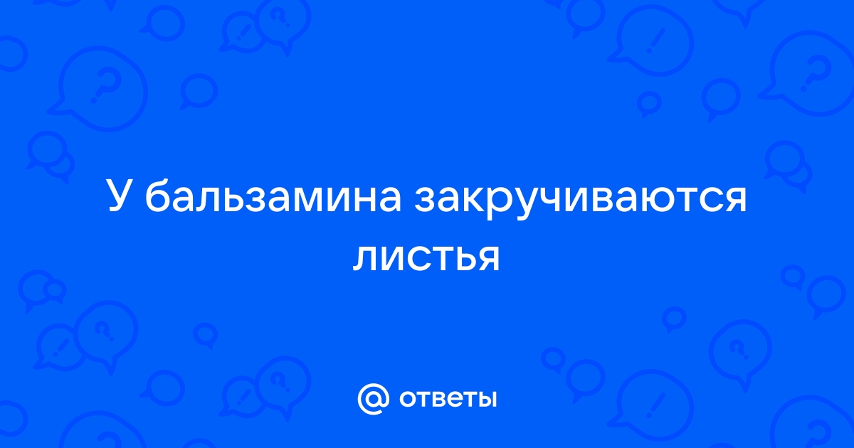 почему у бальзамина скручиваются листья | Дзен