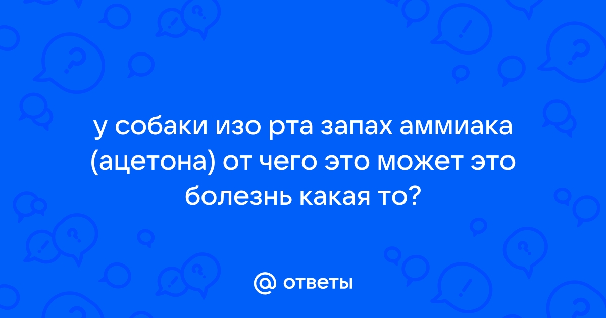 Причины появления неприятного запаха изо рта собаки, лечение и профилактика