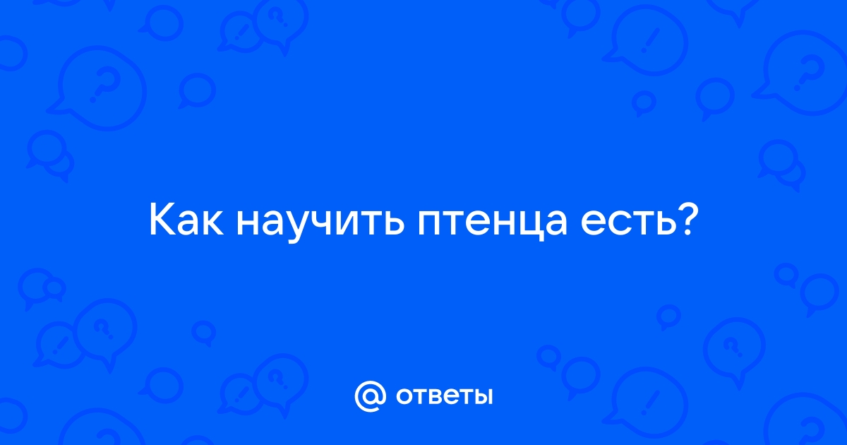 как научить птенца клевать самостоятельно | Дзен