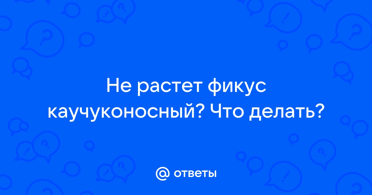 Фикус Каучуконосный Робуста – желтеет и сбрасывает листья