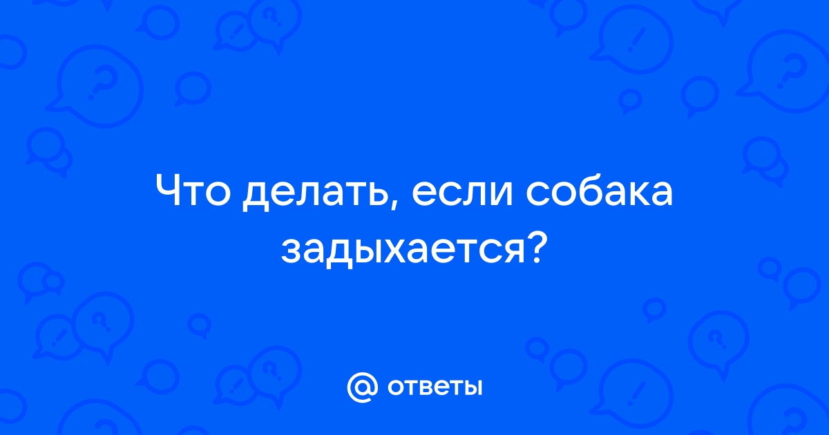 Собака хрюкает носом как будто задыхается. Почему собака задыхается и хрюкает. Что делать если собака как будто задыхается. Что делать если собака хрюкает будто задыхается. Что делать если собака подавилась и задыхается.