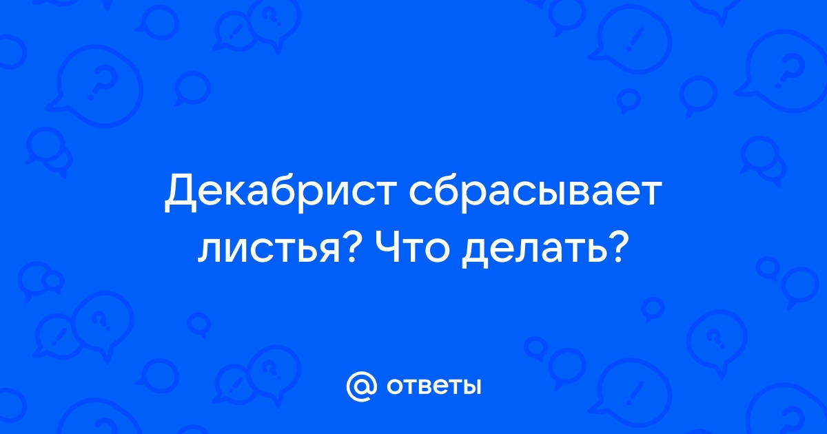 Декабрист скидывает листья