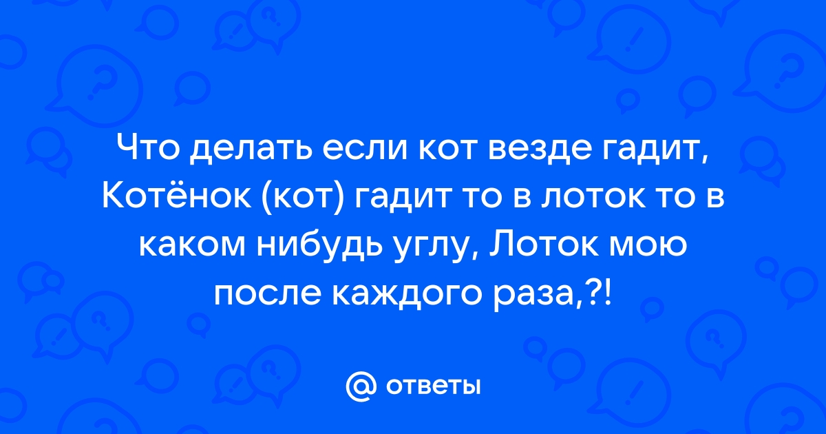 Почему кошки мочатся на постель хозяев, что делать