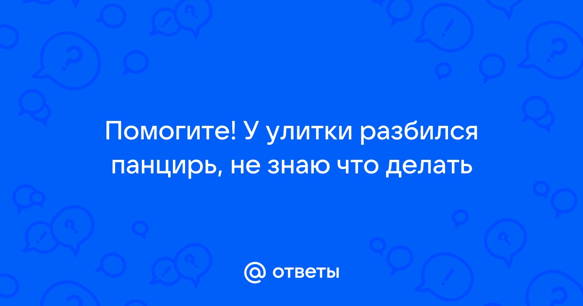 Улитка у которой разбился панцирь