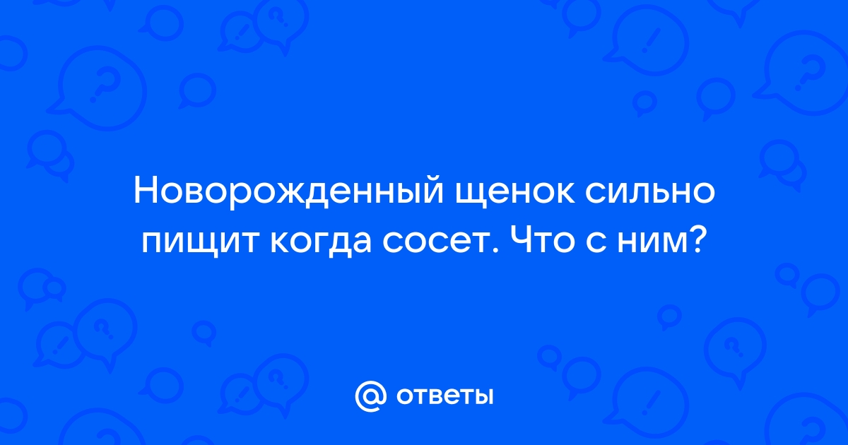 Практические советы по уходу за новорожденными щенками