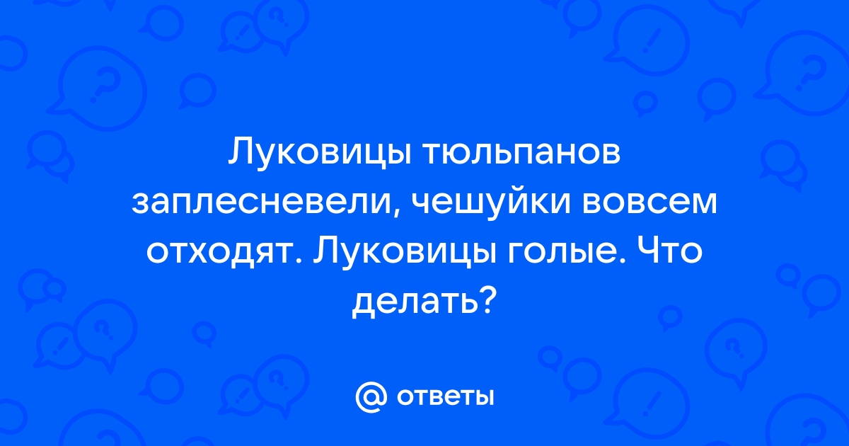 Что делать, если на луковицах тюльпанов появилась зеленая плесень? Как спасти?