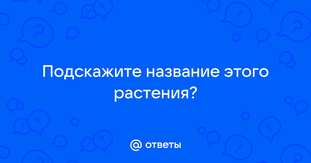 Как распознать растение по фото программа онлайн бесплатно на русском языке