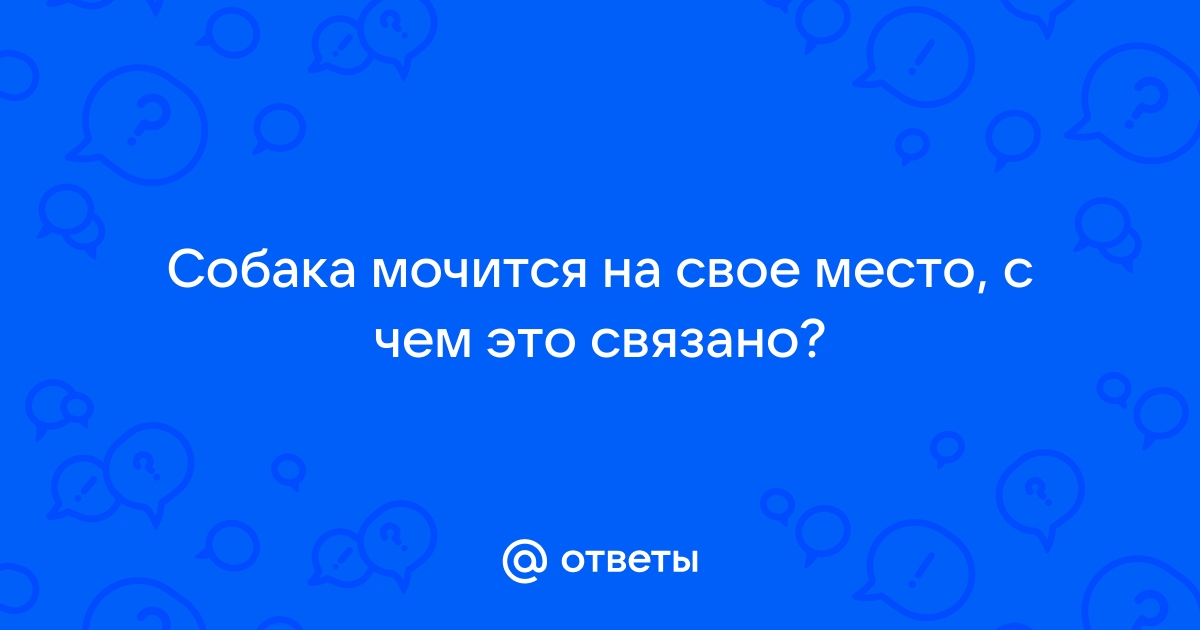 Щенок писает на свой лежак - что он хочет этим сказать?