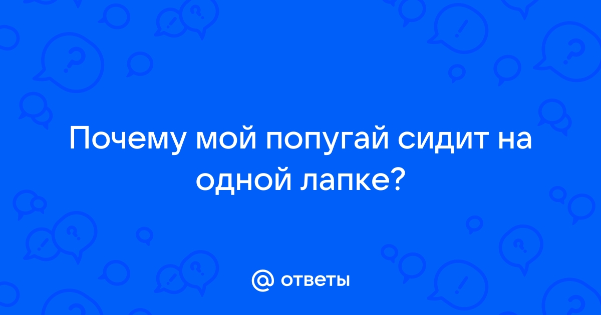 Попугай хохлится и сидит на одной лапе | Форумы о попугаях panorama92.ru