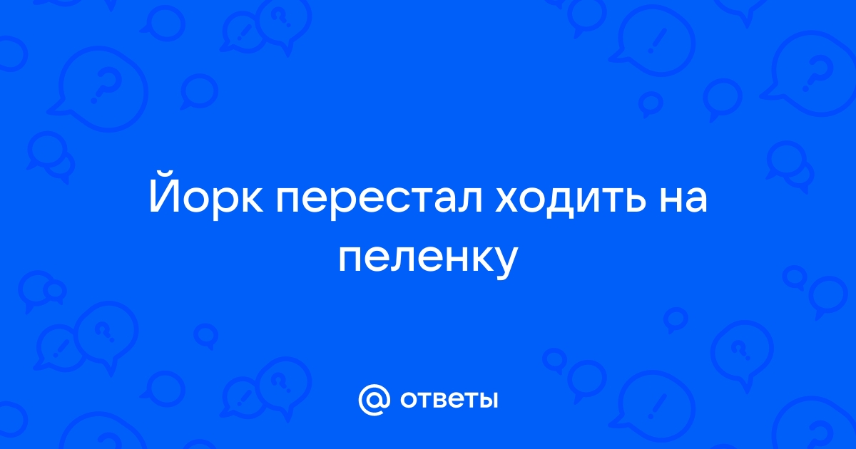 «Напоминает нам, что счастье — в момен­те»: сколько стоит содер­жать активного курцхаара