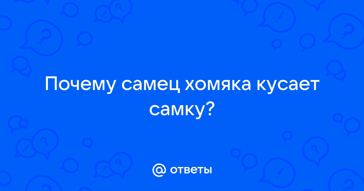 Каннибализм у хомяков: почему хомяки едят своих детенышей и друг друга