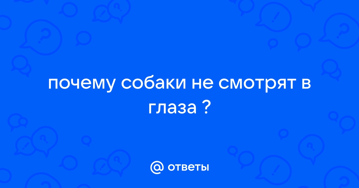 Ученые объяснили, почему некоторые собаки больше склонны смотреть вам в глаза