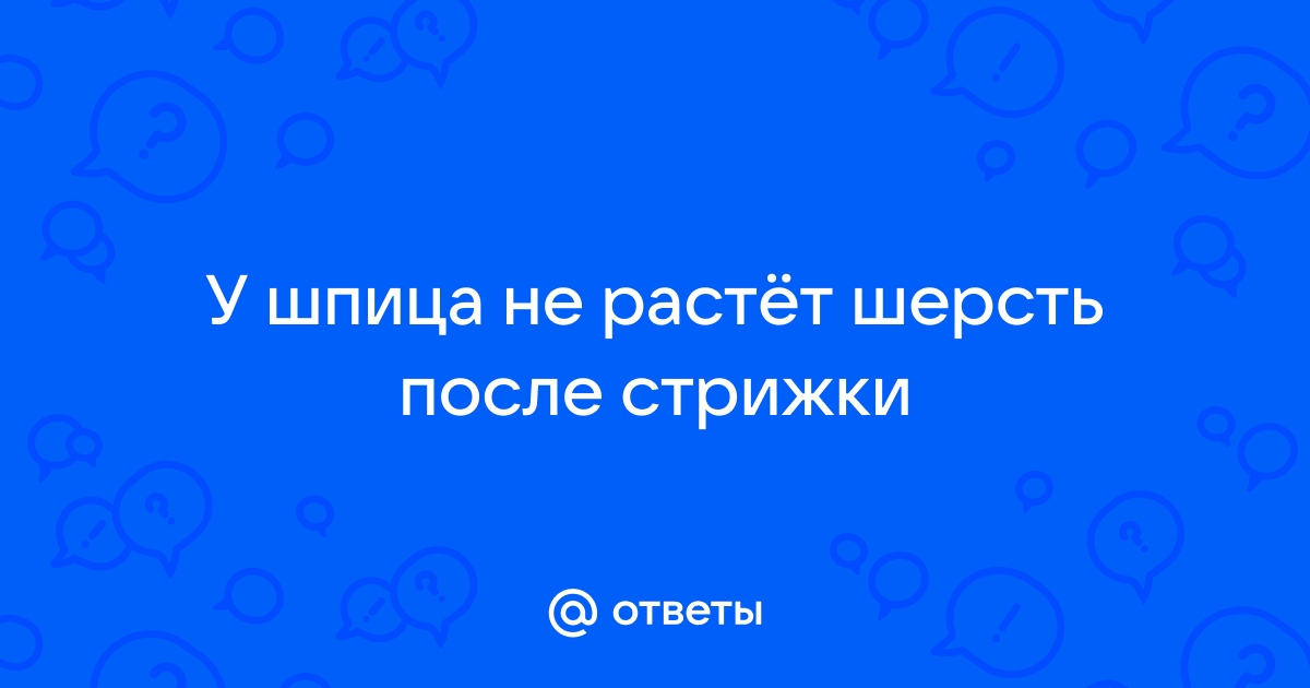 Алопеция у шпица и что делать если ваша собака облысела.