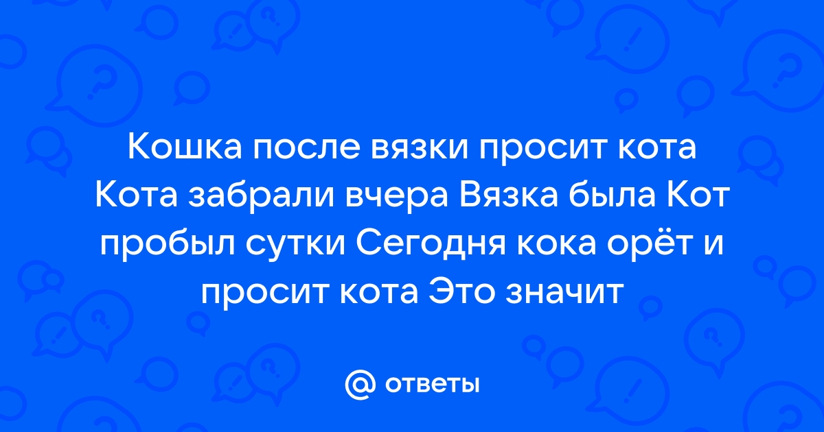 Беременность кошки: советы ветврачей по уходу