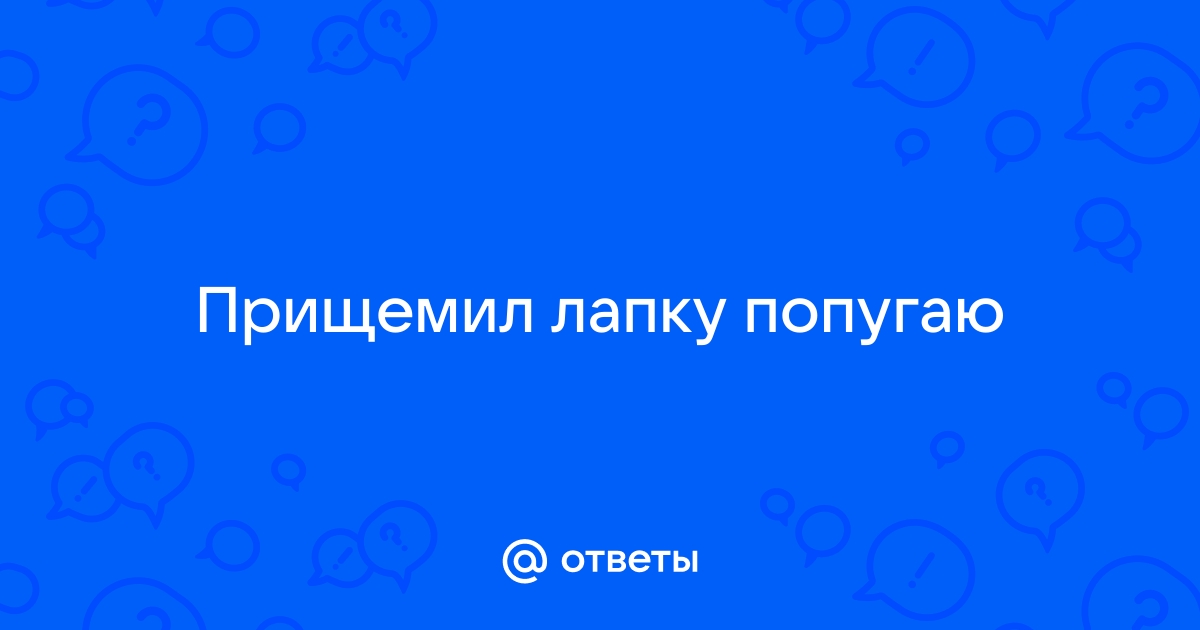 Попугай прищемил лапку дверью что делать