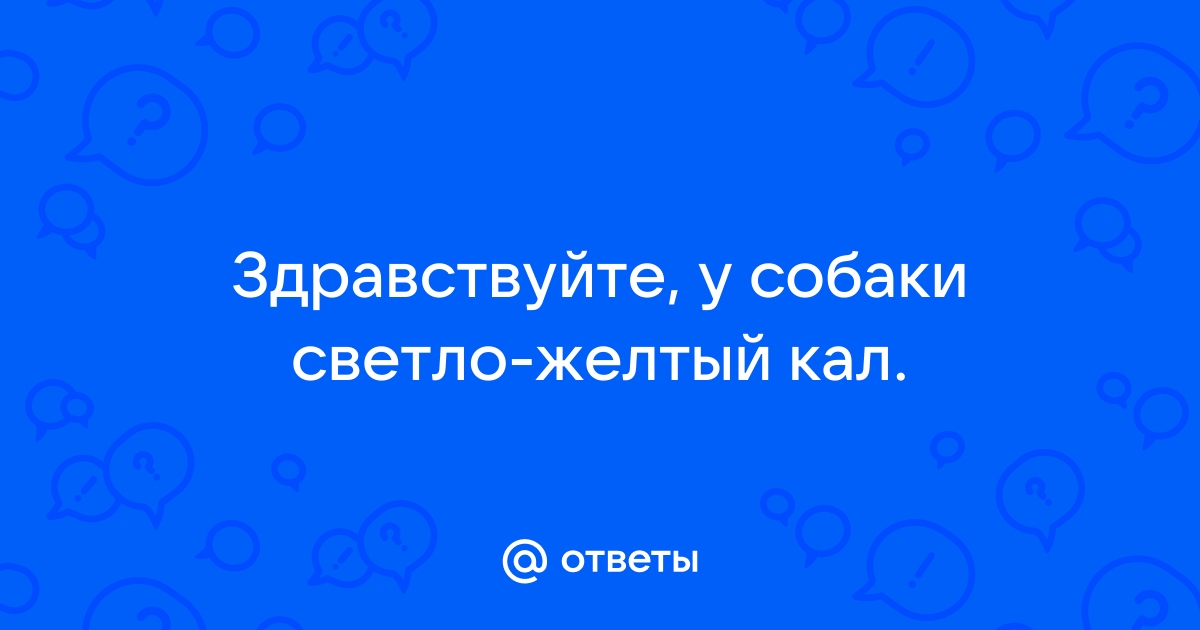 Светло желтый стул у собаки