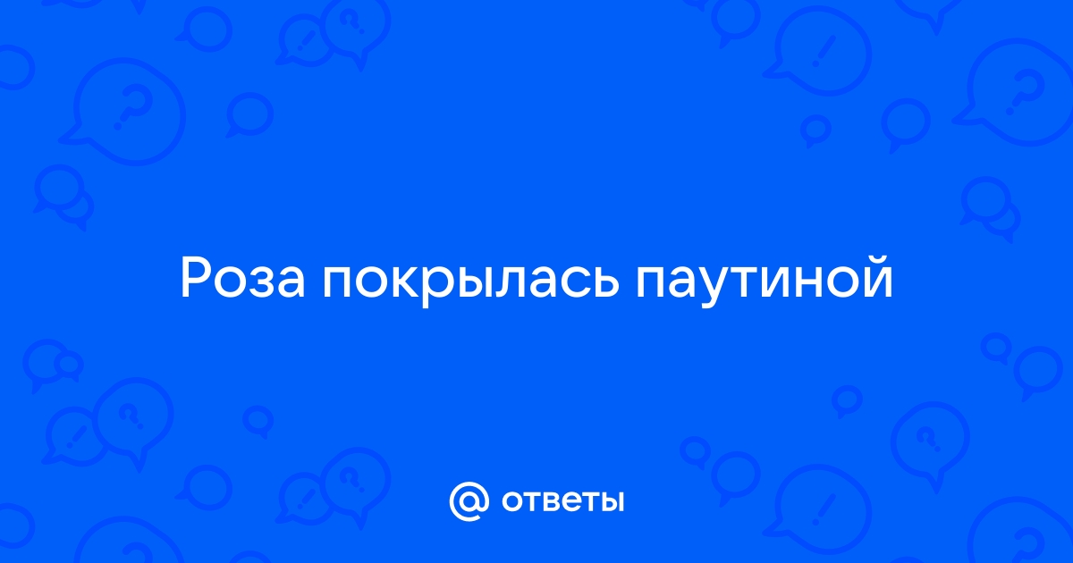 Спасаем комнатные цветы от паутинного клеща | Полезные советы от GREEN BELT