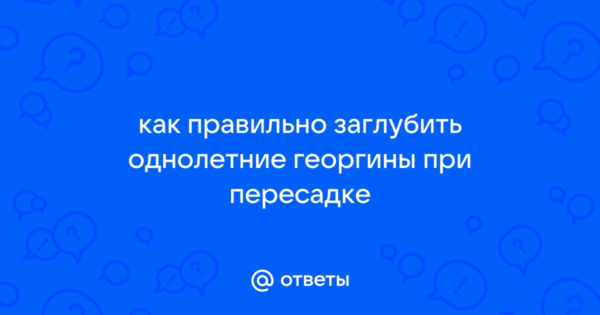 Вытягивается рассада бордюрных георгинов. Что делать?