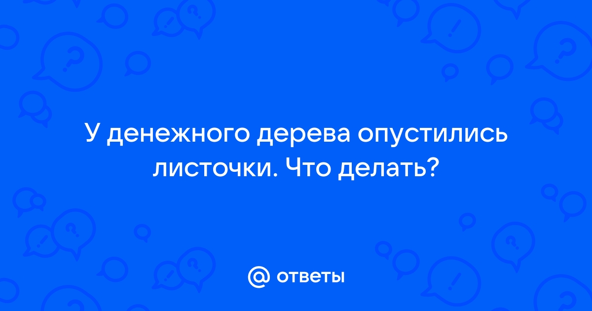 Ни один лист больше не упадет: чем вылечить денежное дерево