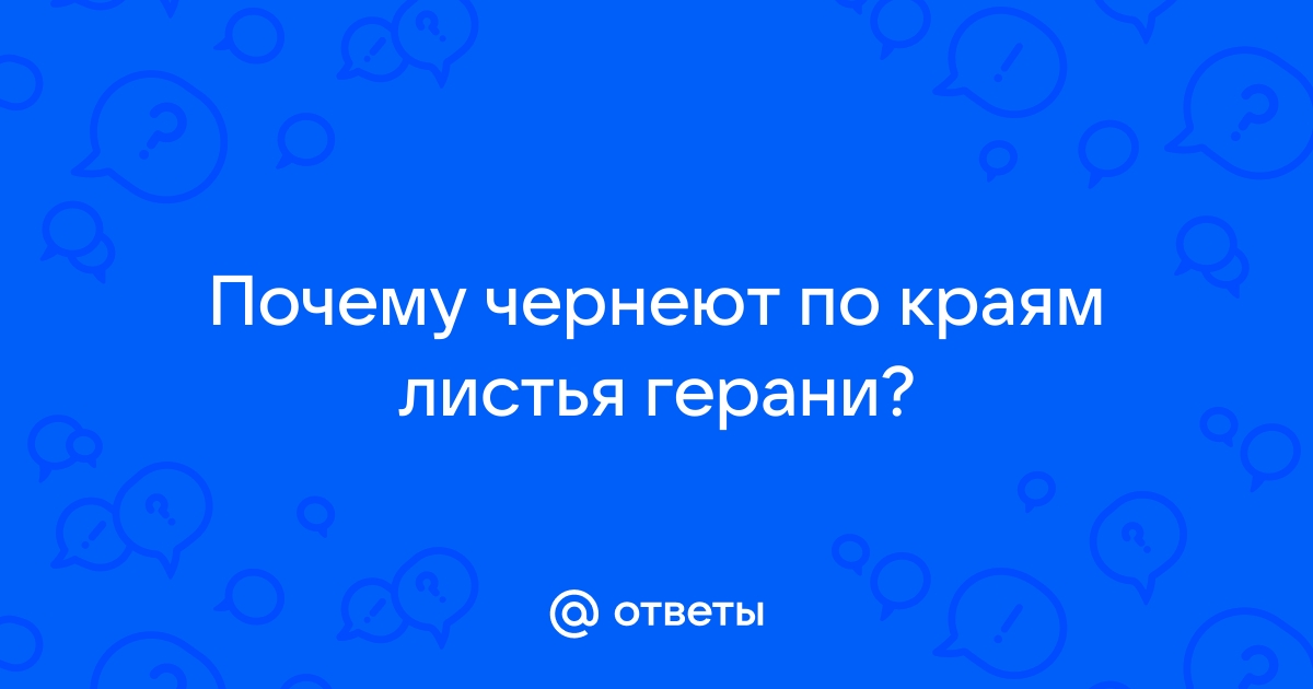 Как спасти герань в домашних условиях, если сохнут и вянут листья