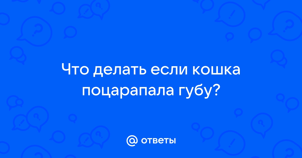 Насколько опасны кошачьи царапины и укусы?