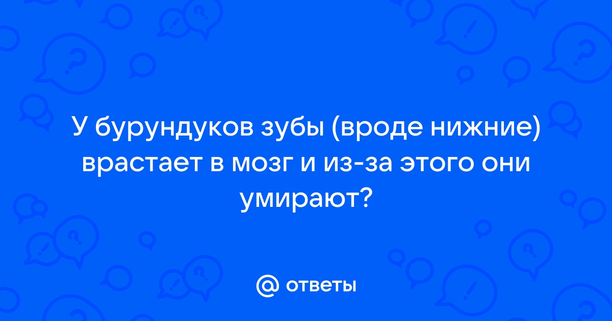 Бурундук: Правда ли, что бурундуки совершают суицид, если голодают? - Анастасия Вознесенская — КОНТ