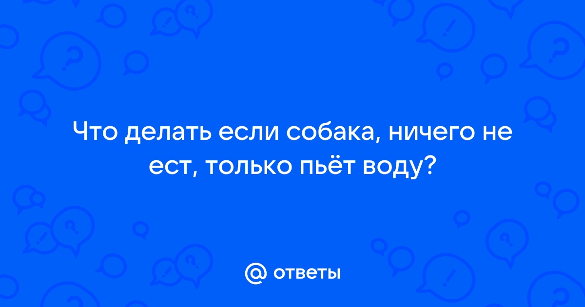 Собака не хочет есть: причины, рекомендации