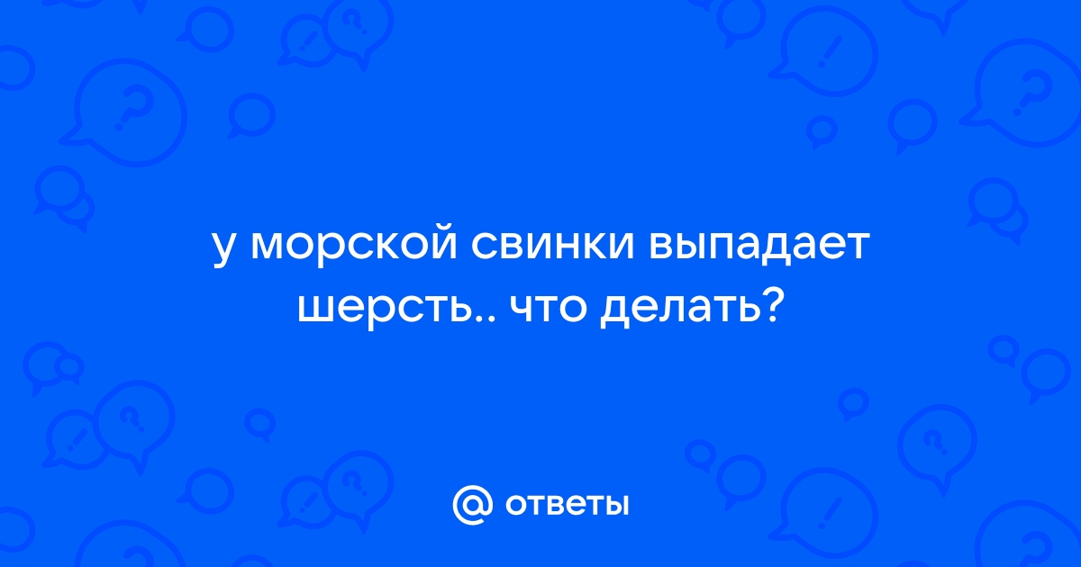 Форум любителей морских свинок :: Просмотр темы - Выпала шерсть под глазом и белые шелушинки