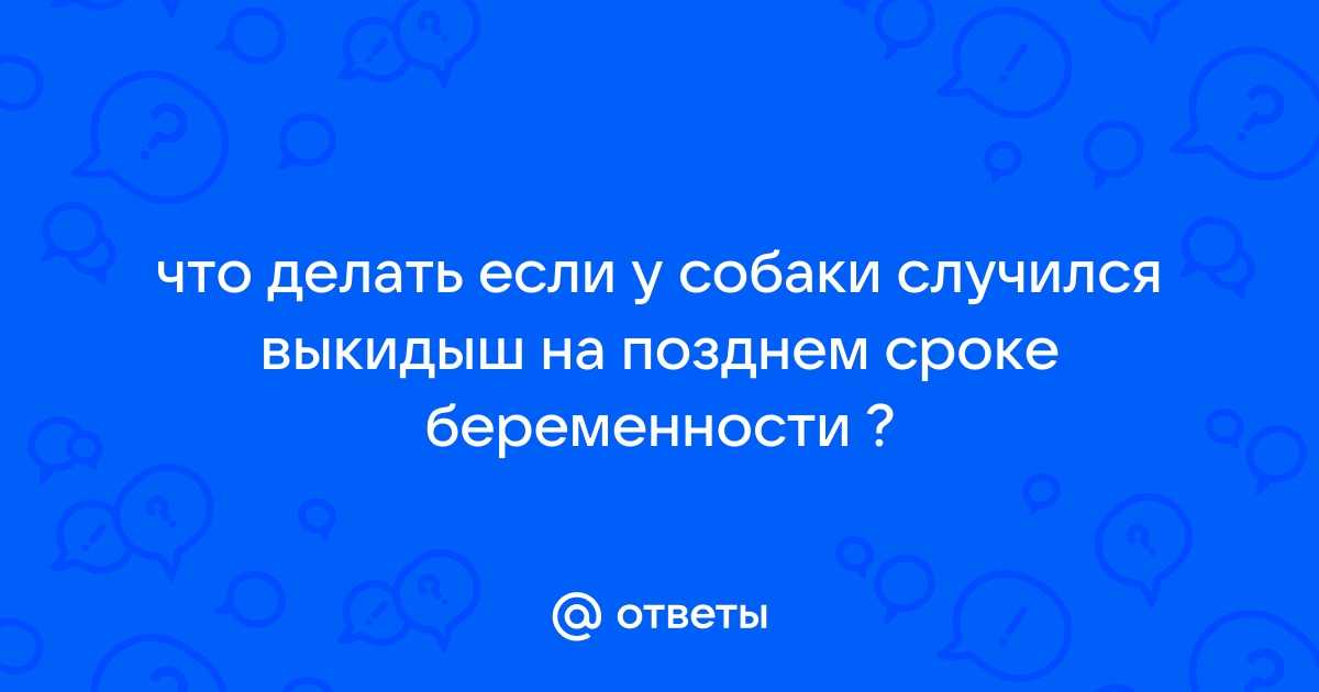 Прерывание беременности у собак и кошек в «Умная ветеринария»