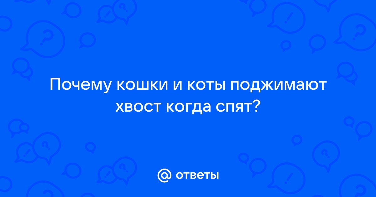 🐱Почему кошки поджимают под себя лапки и лежат буханочкой | Нос, хвост, лапы | Дзен