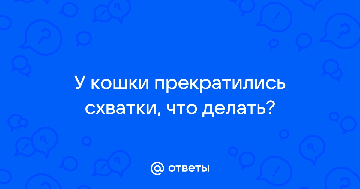 Как помочь кошке родить, если она не справляется самостоятельно