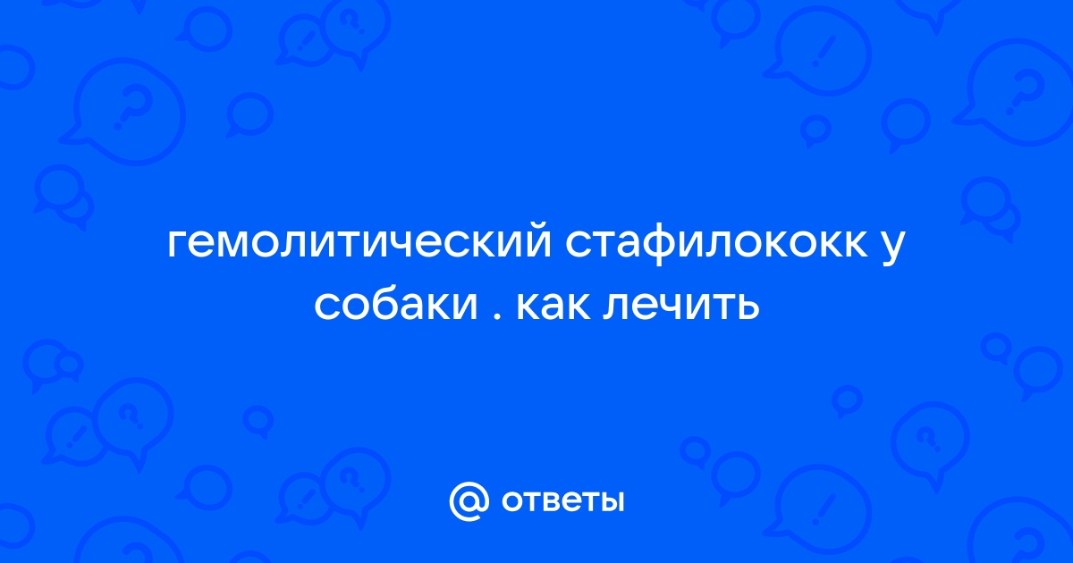 Золотистый стафилококк у собаки