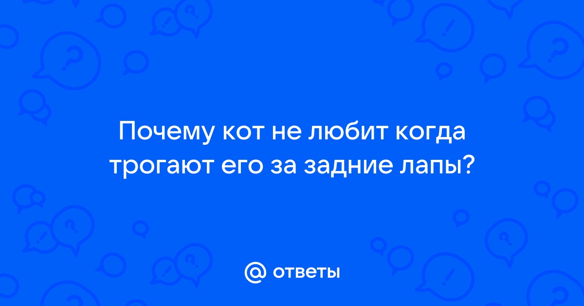 Гладить кота нужно правильно