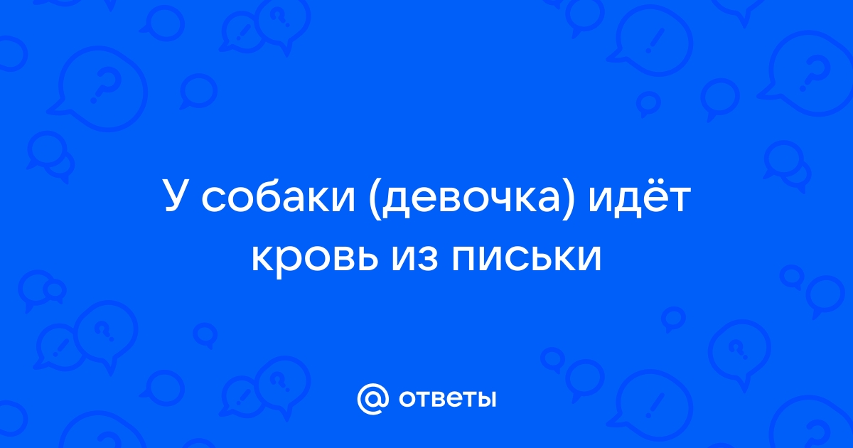 Кровь в урине у собаки - причины патологии, возможные заболевания и первые действия хозяина